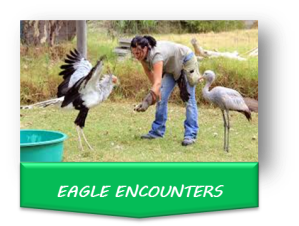 Eagle Encounters – Creative Origin Solutions