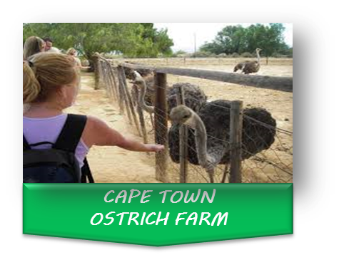 Edu Excursions – Creative Origin Solutions