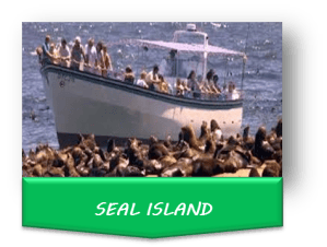 Seal Island – Creative Origin Solutions